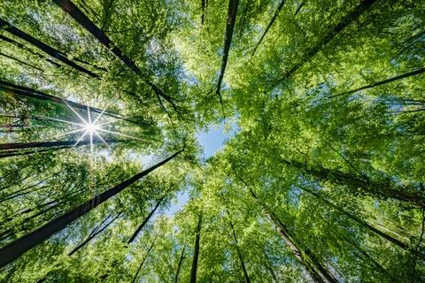 Sun peeking through trees in forest, casting beautiful shades on the ground.. Stock Photos