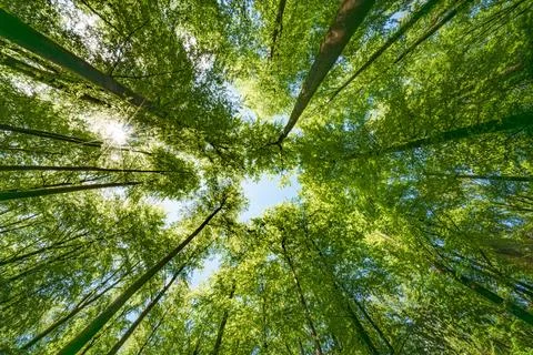 Sun peeking through trees in forest, casting beautiful shades on the ground.. Stock Photos