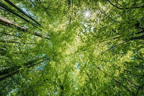 Sun peeking through trees in forest, casting beautiful shades on the ground.. Stock Photos