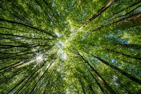 Sun peeking through trees in forest, casting beautiful shades on the ground.. Foto stock