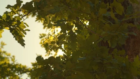 Sun peeking through Trees Lense Flare Видео 120554485