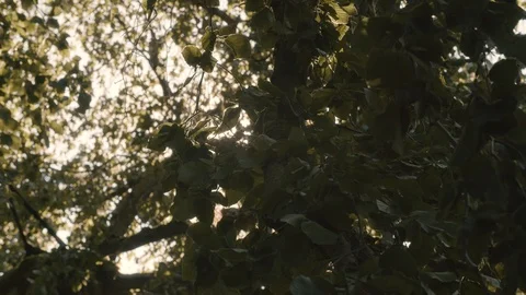 Sun peeking through Trees / Lense Flare Vídeos de archivo 129332223