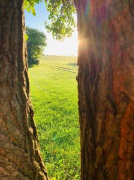 Sun peeking through the trees Stock Photos