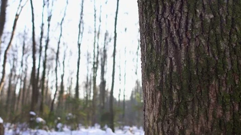 Sun peeking through the trees into a snow covered woodland, Dolly Stock Footage 69937599