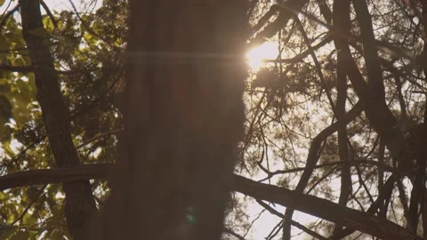 Sun Peeking Through the Trees at Sunset Vídeos de archivo 138715880