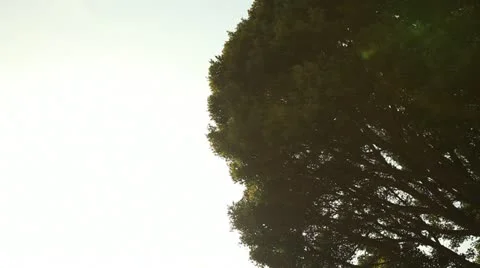 Sun Peeking Through Treetops Stock Footage 21282010