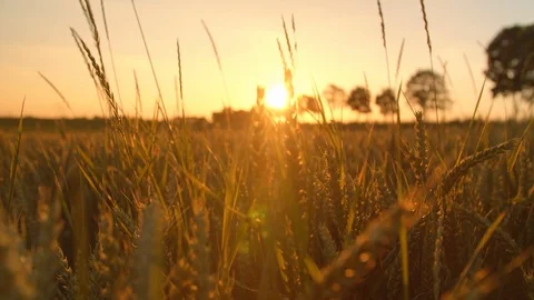 Sun peeking through Wide Cornfield Lens Flare Видео 120554093