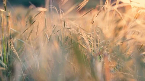 Sun peeks in between the tall grass during sunset Stockbeeldmateriaal 106880193