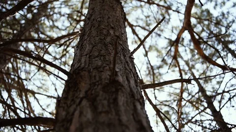 The sun peeks out from behind a pine trunk Stock Footage 118061641