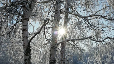 Sun peeks out from behind the trunk of a birch tree in a winter snow-covered Stock Footage 163453630