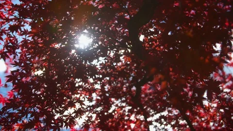 The Sun peeks through beautiful Red Fall Leaves Stock Footage 89145374