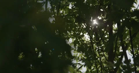 Sun Peeks Through Brush Stock Footage 281374975