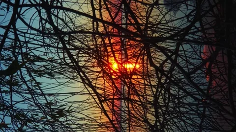 Sun peeks through the hanging tree branches at red and yellow sunset vertical Stock Footage 256993696