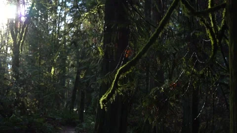 Sun Peeks Through Light Rain in Mossy Forest Stock Footage 262407694