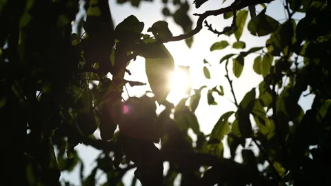 The sun peeks through lush green leaves Stock Footage 323733774
