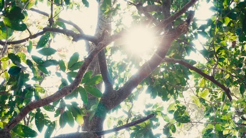 Sun peeping through the dense forest. Stock Footage 127912975