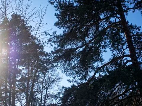 The sun Peeps out from behind a tree in winter Stock Photos