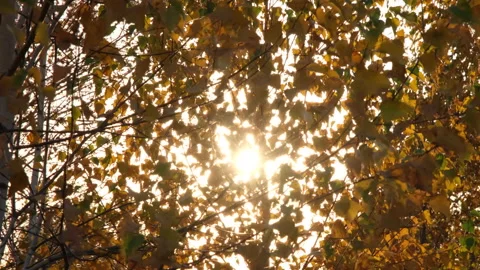 The sun peeps through the birch branches. Yellow, golden and orange birch tree Stock Footage 164258420