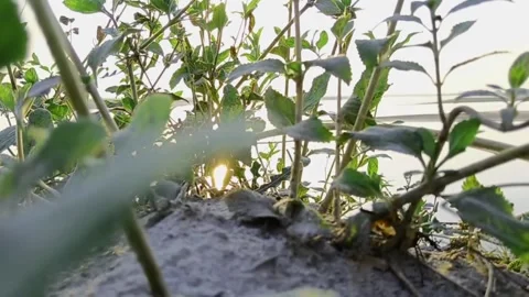 Sun Peering Through Green Foliage Stems Vídeo Stock 334834476