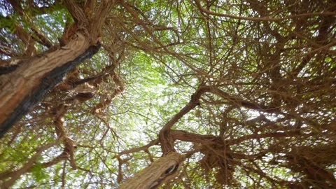 Sun peering through lush leaves with rotational motion in 4k slow motion 120f Stock Footage 264775313