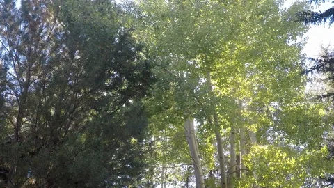 Sun peering through pine and Aspen trees. Stock Footage 99677947