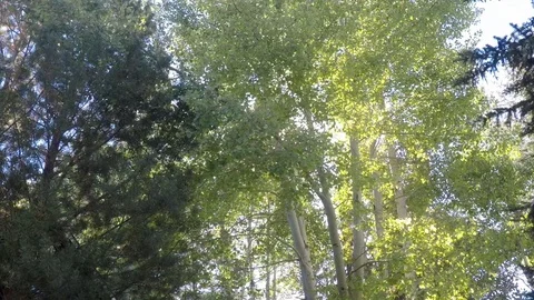 Sun peering through pine and Aspen trees. Stock Footage 99684230