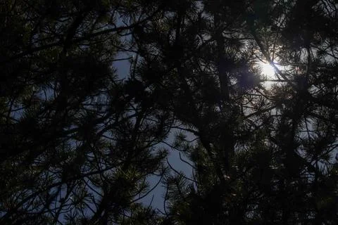 Sun Peering Through Pine Trees with Glow Stock Photos