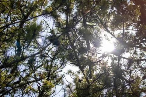 Sun Peering Through Pine Trees with Glow Stock Photos