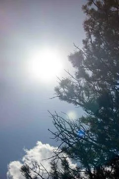 Sun Peering Through Pine Trees with Glow Foto stock