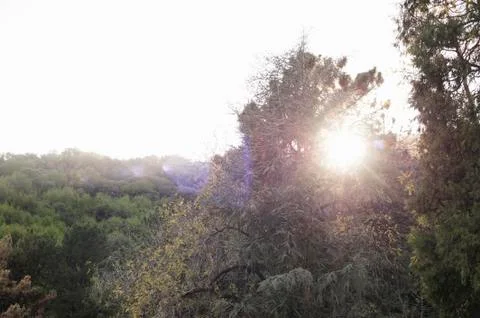 Sun peering through trees in a forest Stock Photos