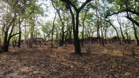 The sun peering through the trees on the safari of Bandhavgarh national park Stock Footage 277627434