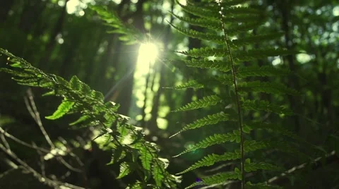 The sun penetrates the forest and shining green fern Stock Footage
