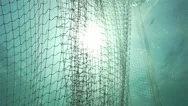 The Sun Penetrates Into The Water And Illuminates The Spectacular Fishing Net Stock Footage