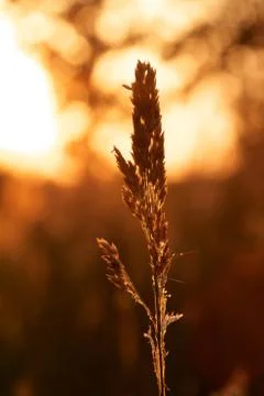 In the sun Stock Photos