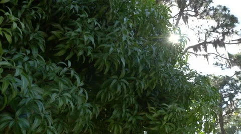 Sun Pierces Through Top of Mango Tree, 4K Stock Footage 50555987