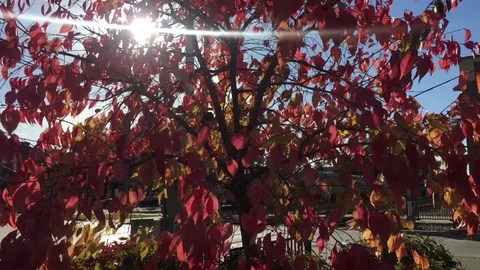 Sun Piercing Red Fall Tree Stockbeeldmateriaal 81337862