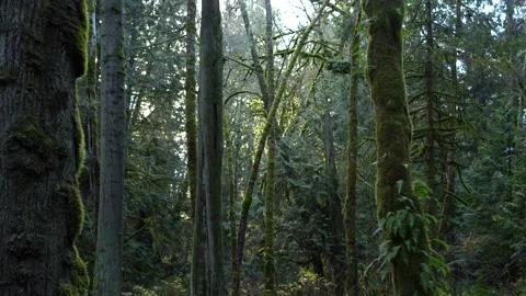 Sun Piercing Through Misty Forest Stock Footage 262295355