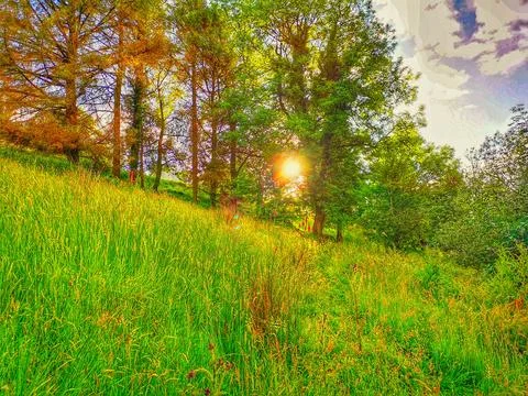 Sun piercing through trees on a hilly meadow Stock Photos