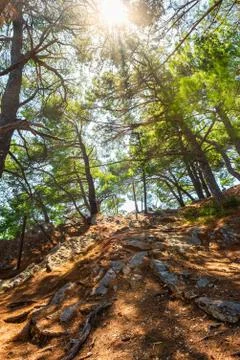 Sun in pines Stock Photos