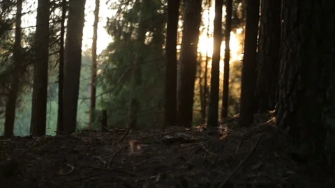 Sun playing in the magic forest Stock Footage 80070040