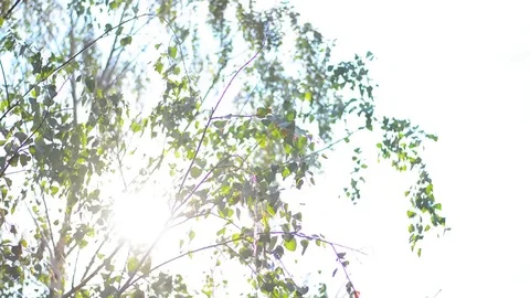 The sun plays with the leaves of birch. Stock Footage 74570826