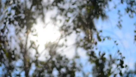 The sun plays with the leaves of birch. Stock Footage 74570928