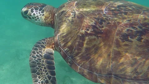 Sun plays on sea turtle shell in shallow water; full frame close up Stock Footage 244618162