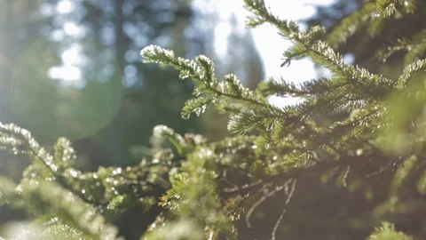 Sun pokes out from behind tree branches Stock Footage 90819877