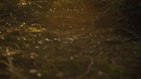 Sun Poking through Northwest Forest - PNW Stock Footage 86570724