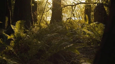 Sun Poking through Northwest Forest - PNW Stock Footage 86570728