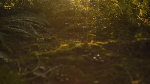 Sun Poking through Northwest Forest - PNW 스톡 동영상 86570733