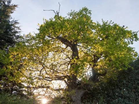 The sun poking through an oak tree outside on edge of country with plenty o.. Stock Photos