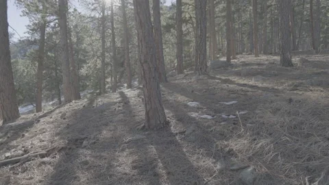 Sun poking through pine trees 2 Video stock 230109725