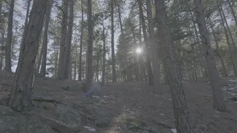 Sun poking through pine trees Video stock 230114832